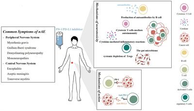 Neurological adverse events associated with PD-1/PD-L1 immune checkpoint inhibitors